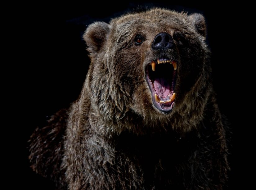 Wat is een ‘bear market’ in cryptoland?